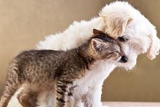 Este es el ranking top 5 de los animales preferidos por los humanos como mascotas Foto: Shutterstock