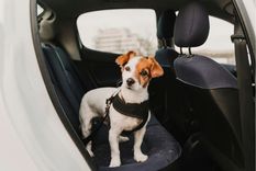 Mascotas Consejos a tener en cuenta al momento de viajar Foto: Shutterstock
