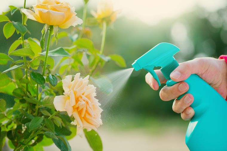 Tendrán flores todo el año. Foto: Shutterstock