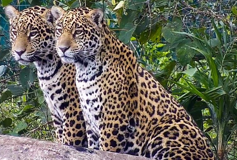 Yaguareté De ocupar gran parte del territorio nacional, a sobrevivir solo en el norte del país. Foto: Télam Yaguareté De ocupar gran parte del territorio nacional, a sobrevivir solo en el norte del país. Foto: Télam
