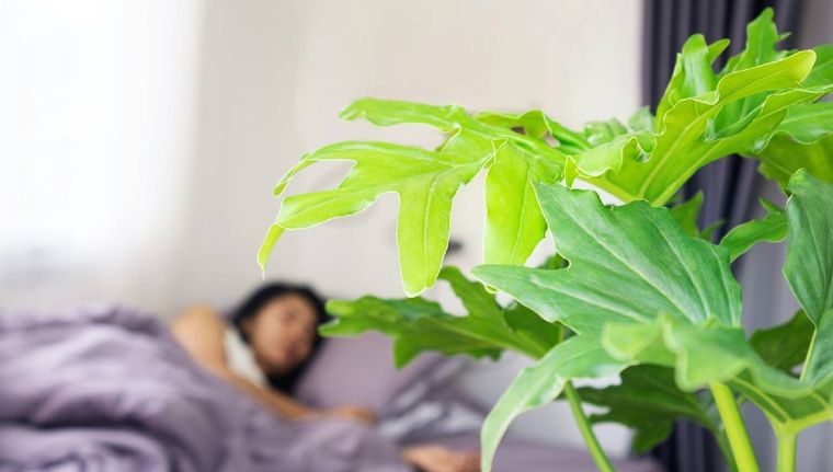 ¿Qué provoca tener plantas en nuestra habitación para dormir? (Shutterstock)