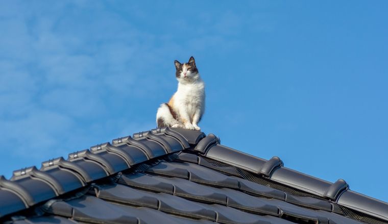 Este comportamiento es común en muchos gatos. Foto: Shutterstock