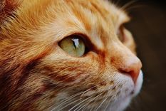 El alimento preferido de los gatos es el pescado, y te contamos por qué. Foto: Pixabay - pixabay.com