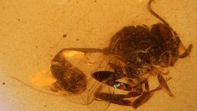 El descubrimiento de una nueva especie de avispa fósil sorprende a los científicos. Foto Dpa