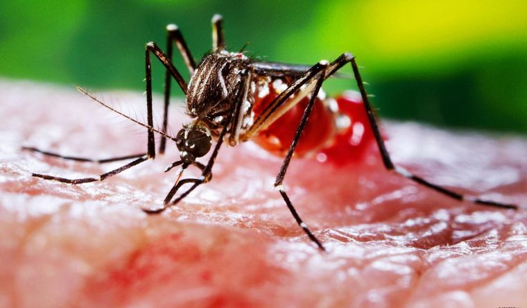 mosquitos Los mosquitos crecen con el cambio climático. Foto: Efe.