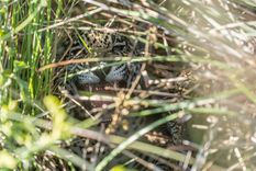 La Red Yaguareté celebró el compromiso tomado por el Gobierno de Misiones como un logro clave en la lucha contra los delitos que amenazan a los últimos ejemplares de este felino en Argentina. Foto: Fundación Rewilding Argentina