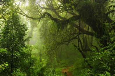 MDZol | La lucha contra la deforestación está impulsando fuerte el mercado de créditos de carbono a nivel global y Argentina está en la línea de largada por el desarrollo de su industria forestal. Foto: concepto.de