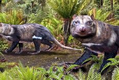 La llamada bestia de cinco dientes, según la revista Scientific Reports of the Nature. Foto: Scientific Reports of the Nature.