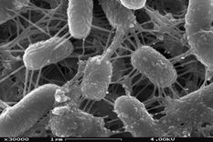 bacterias que se alimentan de energia pura