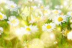 Foto: SHUTTERSTOCK