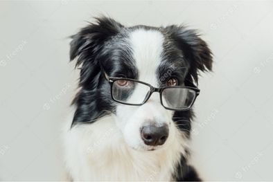 MDZol | Border Collie Border Collie Foto: Freepik