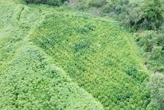 Se trataba de varias plantaciones en medio de la propia selva salteña Foto: Gendarmería Nacional
