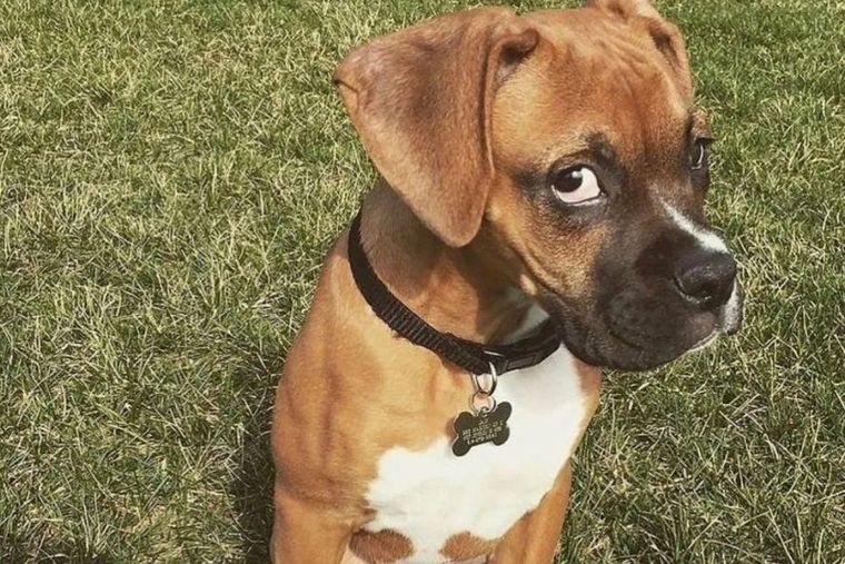 Perro Perro en adopción Foto: Instagram Perritos Adorables