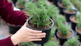 Con estos trucos tendrás una planta de romero sana y hermosa Foto: Shutterstock Con estos trucos tendrás una planta de romero sana y hermosa Foto: Shutterstock