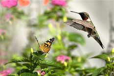 Foto: Pinterest - @welcomewildlife.com