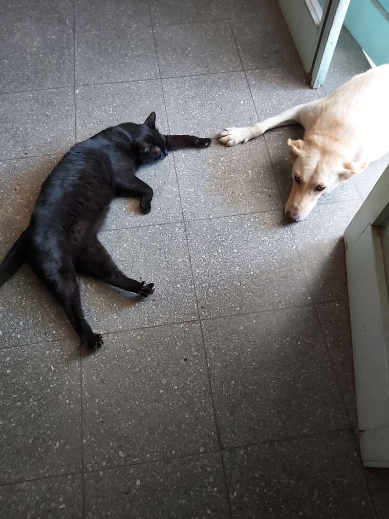 La perra Lola junto a su fiel amigo Gati. La perra Lola junto a su fiel amigo Gati.