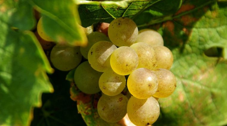 La cultura del vino es uno de los ejes claves de proyectos conjuntos entre CABA y Mendoza Foto: elcorreodelvino.net