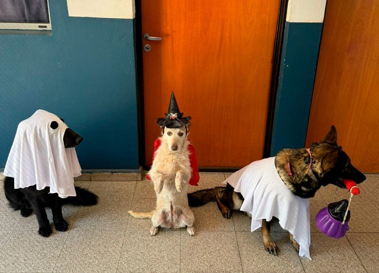 La División Canes de la Policía de Córdoba