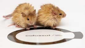Dos ratones modificados genéticamente muestran un pelaje largo, rizado y grueso, similar al del mamut lanudo, en un avance clave hacia la desextinción de especies. Foto: EFE/ Colosssal Biosciences