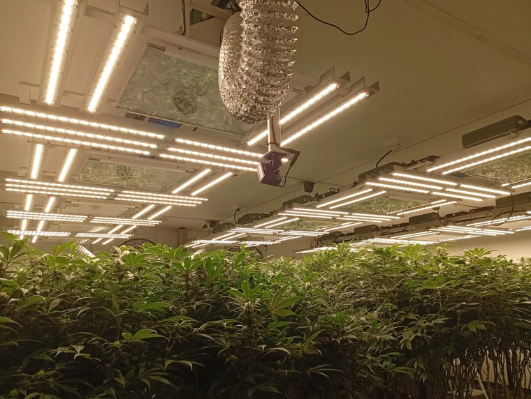 Un hombre fue detenido, acusado de administrar un vivero clandestino de marihuana a metros del Shopping Alto Avellaneda.