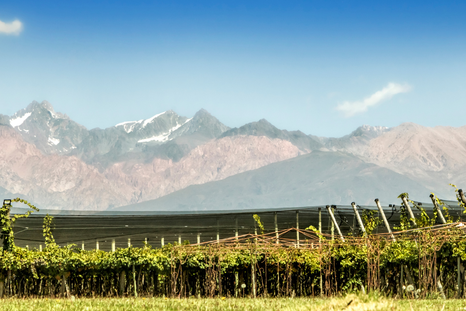 “Antes todo esto era viña” no es una queja vacía ni una simple nostalgia. Es una advertencia suave, una forma de recordar que Mendoza no puede explicarse sin su vitivinicultura. “Antes todo esto era viña” no es una queja vacía ni una simple nostalgia. Es una advertencia suave, una forma de recordar que Mendoza no puede explicarse sin su vitivinicultura.