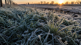 Las lluvias seguirán ausentes, aunque el clima favorecerá el avance de la cosecha antes de junio.