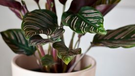 Las plantas de interior aportan frescura y energía positiva a los ambientes.