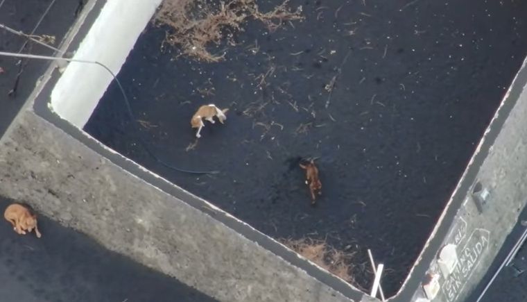 Algunos de los animales atrapados. Foto: DdeAvisos.