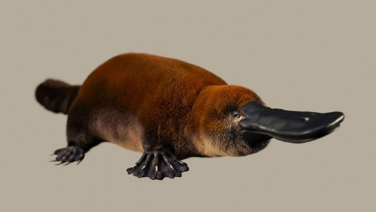 Probable aspecto en vida del Patagorhynchus pascuali. Foto: Ilustración de Santiago Miner (LACEV).