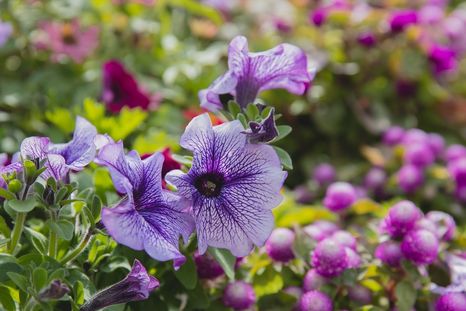 Las petunias traen vida al jardín. Las petunias traen vida al jardín.