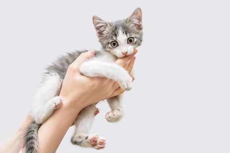 Elegir un nombre divertido y creativo ayuda a reflejar la personalidad de tu gato.Foto: SHUTTERSTOCK