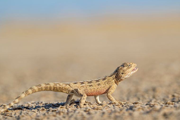 lagartija Un sueño que es importante analizar. Foto: Fuente: Shutterstock