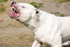 murio tras ser atacada por dos dogos y reabrio un debate sobre perros peligrosos