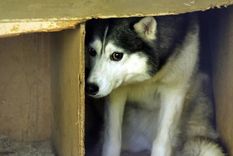 natgeo transmitira musica relajante para perros en las fiestas