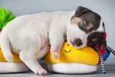 Que su aspecto no te engañe: estos perros odian obedecer Foto: SHUTERSTOCK