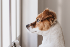 Algunas mascotas sufren más que otras la soledad del hogar Foto: Shutterstock