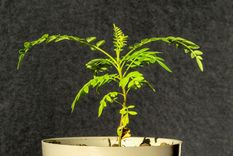 Cómo tener un árbol pequeño en casa. Foto: Shutterstock