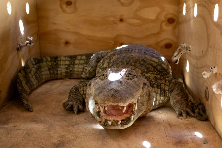 El yacaré overo estaba en el exacuario de Ciudad de Mendoza Foto: Municipalidad de Ciudad de Mendoza