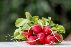 Rabanitos. Foto: Directo al paladar - https://i.blogs.es/5b2546/rabanitos/1366_2000.jpg
