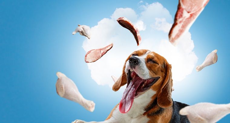 Una duda común en dueños de animales Foto: Fuente: Shutterstock