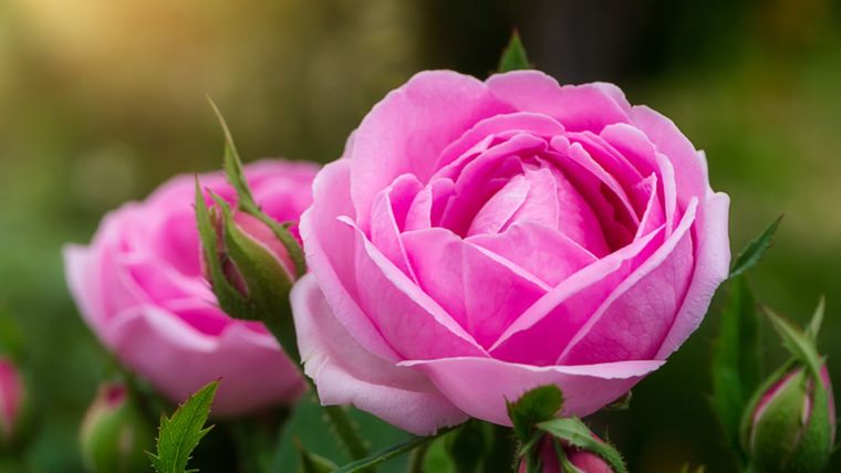 Este fertilizante ayudará a tus rosas a crecer sanas Foto: Shutterstock