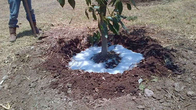 Una planta regada con el sistema de lluvia sólida