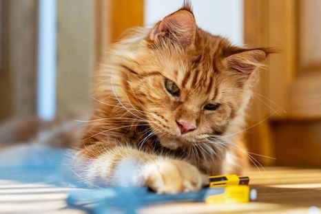 Un sueño para analizar el significado. Foto: BBC Un sueño para analizar el significado. Foto: BBC