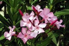 ¡Cuidate de estas plantas! Pueden llevarte a la muerte con solo tocarlas Foto: Wikipedia