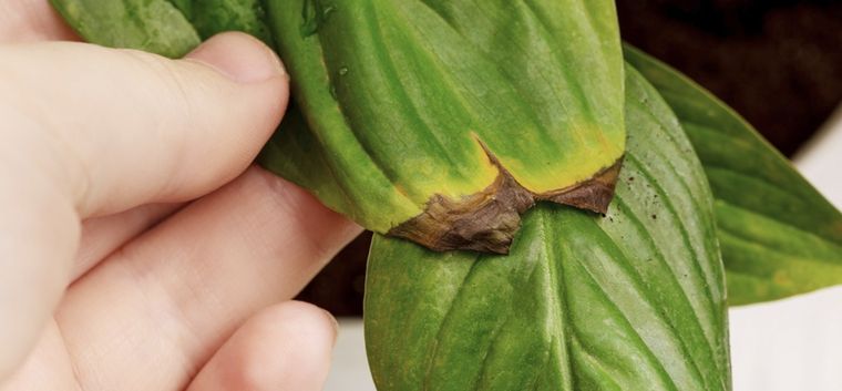 Si ves que tus plantas lucen de este modo, aplicar esta especia ayudará a revivirlas Foto: Shutterstock
