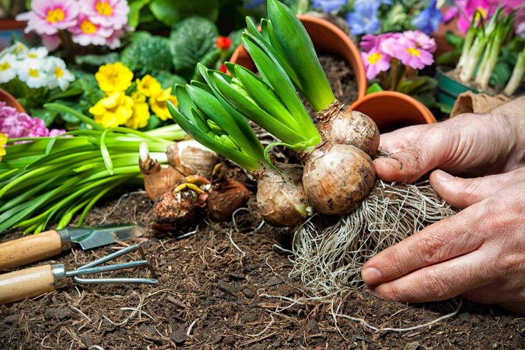 Los tres fertilizantes orgánicos más eficaces para hacer una huerta en casa Toma nota si quieres hacer una huerta en el jardín de casa. Foto: ARCHIVO