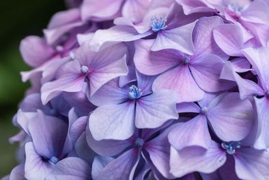 MDZol | Las hortensias son parte del encanto del jardín. Imagen ilustrativa. Foto: Pixabay