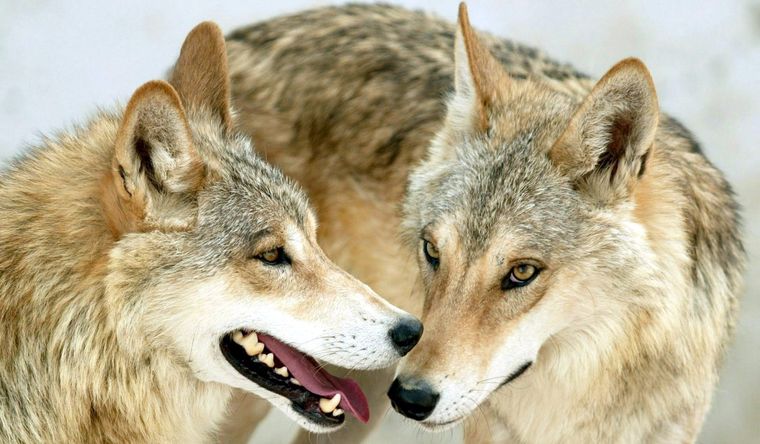 Los lobos están siendo cazados en India. Foto: Efe.