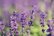 Aprende a reproducir la lavanda rápidamente Foto: Shutterstock