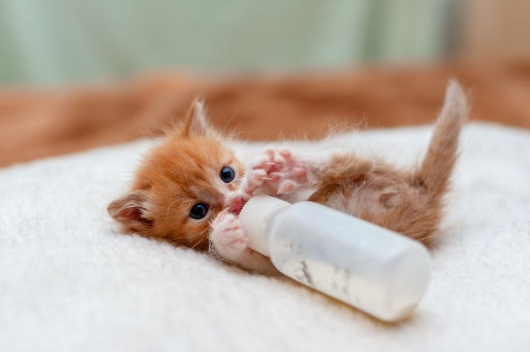 Los mejores nombres para tu nueva mascota. Foto: Shutterstock
